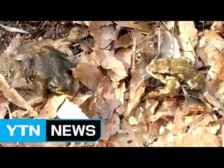 두꺼비를 황소개구리로 착각해 먹은 50대 숨져 / YTN
