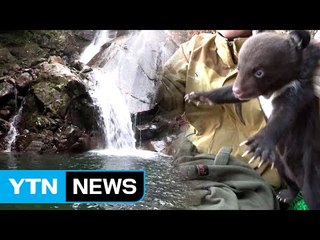 반달곰 사는 원시림, 탐방 예약으로 공개 / YTN