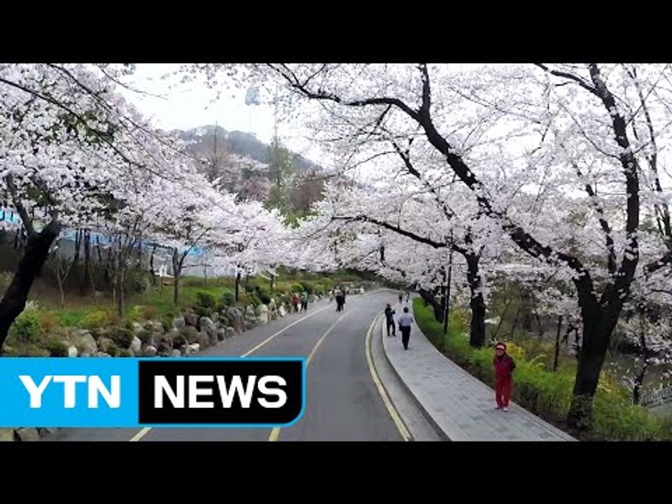 [날씨] 벚꽃으로 물든 남산...내일 전국 곳곳 봄비 / YTN (Yes! Top N...