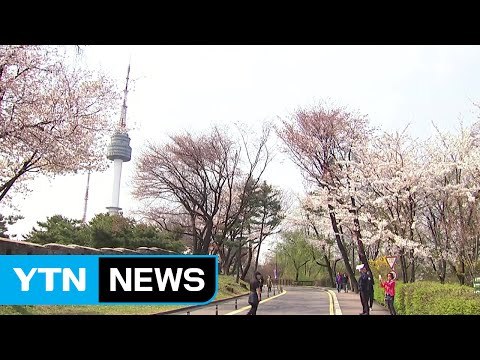 벚꽃으로 물든 남산...이번 주말 절정 / YTN (Yes! Top News)
