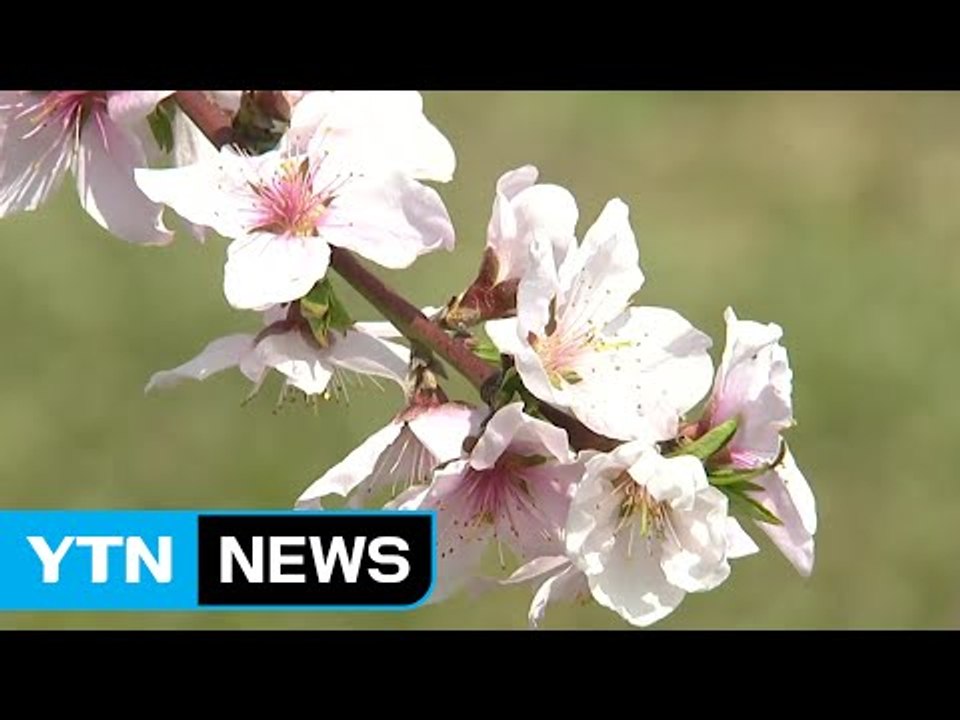 복숭아꽃·배꽃 활짝 핀 세종시...봄꽃 축제 한창 / YTN