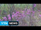 [날씨] 맑고 따뜻한 주말...곳곳 벚꽃 축제 / YTN (Yes! Top News)