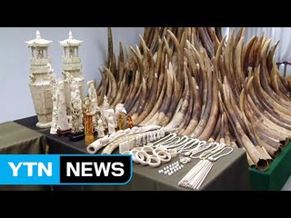中, '상아 업체' 전면 폐쇄..."멸종위기 코끼리 살립시다" / YTN (Yes! Top News)