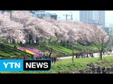 봄꽃 절정 이룬 주말...제주 청보리 축제 열려 / YTN (Yes! Top News)