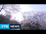 [날씨] 따뜻한 주말, 봄꽃 만발...미세먼지 조심 / YTN (Yes! Top News)