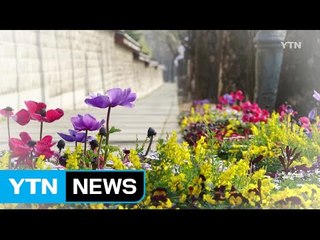 [순간포착in코리아] 경복궁에서 봄을 만나다 / YTN (Yes! Top News)