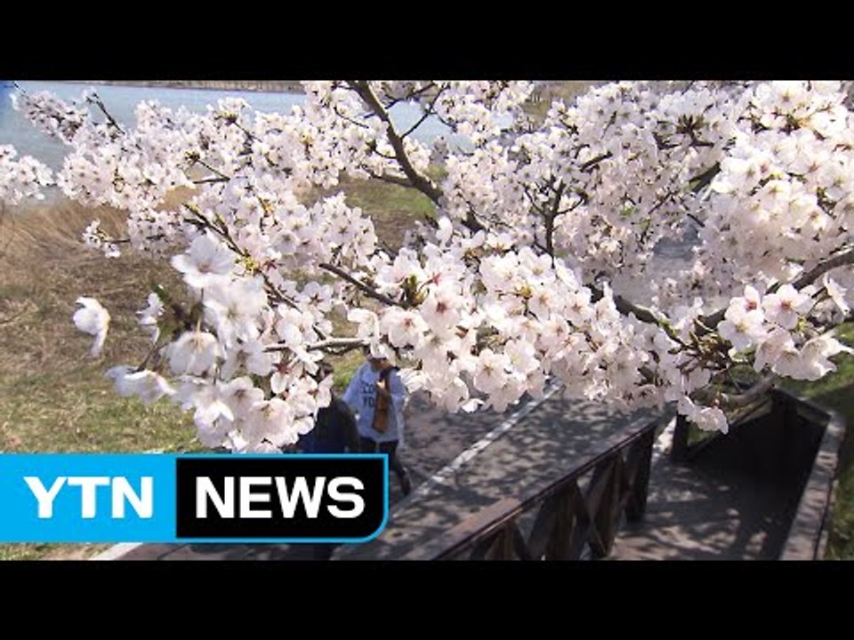 꽃망울 터뜨리는 '봄꽃'...전국 축제 '풍성' / YTN (Yes! Top News)