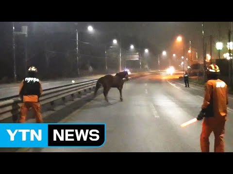 한밤중 도로 거닐던 말 20분 만에 잡혀 / YTN (Yes! Top News)