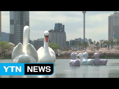 [날씨] 벚꽃 호수 위 초대형 백조...내일 완연한 봄 / YTN (Yes! Top News)