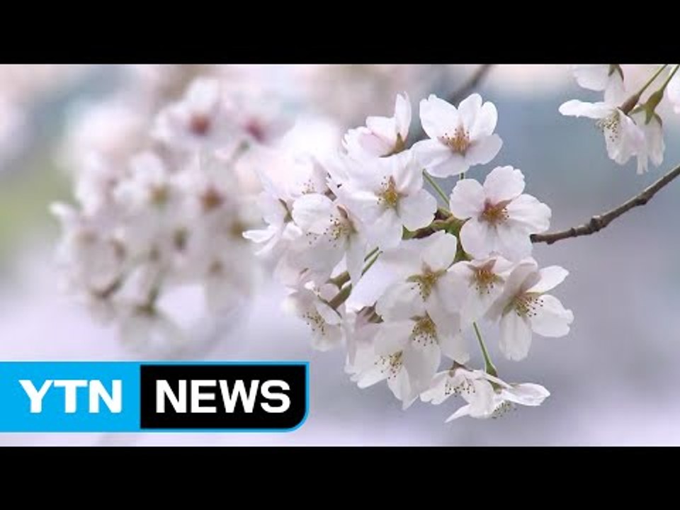 시기 못 맞춘 '봄꽃 축제'...끝나고 나니 벚꽃 절정 / YTN (Yes! Top...