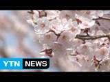 [날씨] 5월의 봄 날씨...주말 봄꽃 나들이 좋아요 / YTN (Yes! Top News)