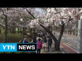 [날씨] 올봄 최고 기온에 벚꽃 활짝...주말도 따뜻 / YTN (Yes! Top News)