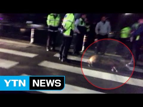 [취재N팩트] 서울 광화문까지 나타난 멧돼지...대책은 없나 / YTN (Yes! Top News)