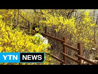 [날씨] 파란 하늘, 노란 개나리 만발...미세먼지 조심 / YTN (Yes! Top News)