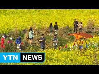 '유채꽃 만개' 제주 가시리로 오세요 / YTN (Yes! Top News)