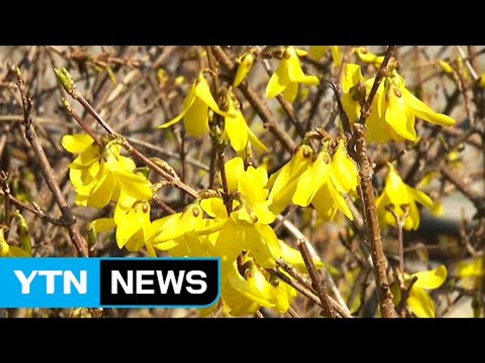 [날씨] 내륙은 쾌청한 봄 날씨...여의도 봄꽃 축제 개막 / YTN (Yes! To...