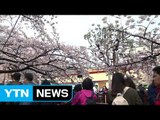 연분홍 벚꽃으로 물든 진해...군항제 개막 / YTN (Yes! Top News)