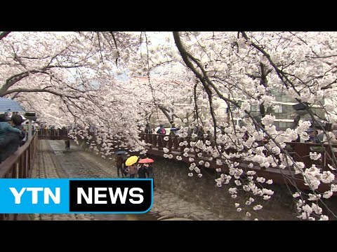 연분홍빛 벚꽃 향연...진해 군항제 개막 / YTN (Yes! Top News)