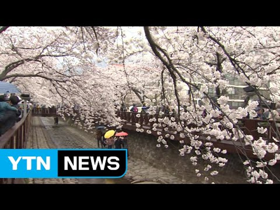 연분홍빛 벚꽃 향연...진해 군항제 개막 / YTN (Yes! Top News)