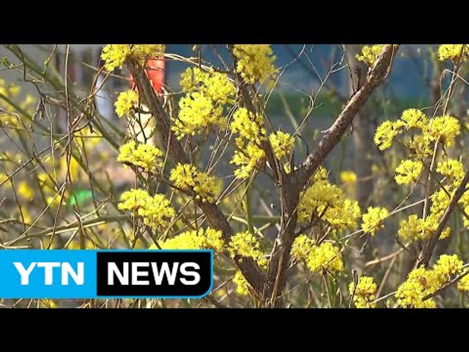 [날씨] 내일 전국 맑고 쾌청...봄꽃 나들이 좋아요 / YTN (Yes! Top N...
