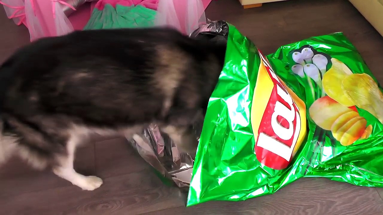 Bad Kid steals Giant Chips _ Johny Johny Yes Papa Nursery Rhymes Song for Children Kids Songs Babies-unmCiELlTZ4