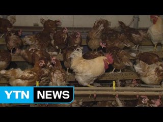 "AI 잠복기도 지났는데"...무고한 살처분 반발 / YTN (Yes! Top News)