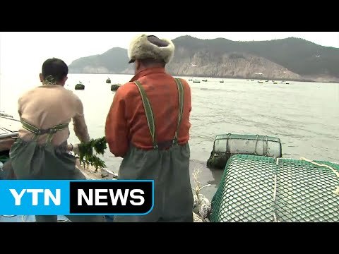 미역 양식장 얼룩 범벅...기름 유출 피해 확산 / YTN (Yes! Top News)