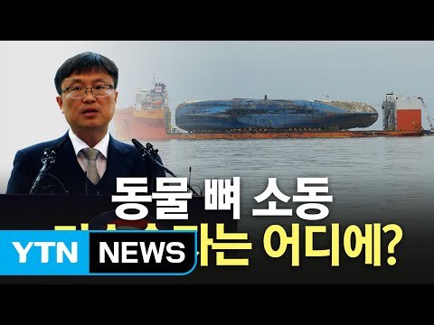 세월호 유해 발견, 실상은 동물뼈...남은 일정은? / YTN (Yes! Top News)