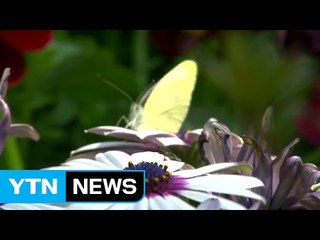 [영상] 함평 나비 천지 / YTN (Yes! Top News)