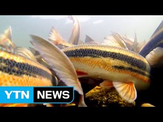 '물 반 고기 반' 고향 돌아온 황어떼 장관 / YTN (Yes! Top News)
