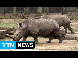'뿔 없는 코뿔소' 세상 오나?...눈물 겨운 밀렵 예방책 / YTN (Yes! Top News)