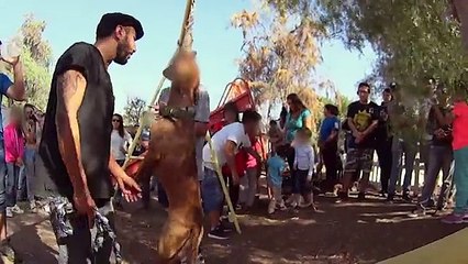 Mision encubierta 04 - Perros de pelea -pt2