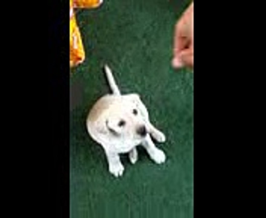 labrador retriever 59 dias