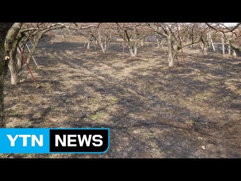 천안 야산에 불...80대 할머니 숨진 채 발견 / YTN (Yes! Top News)