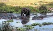 코끼리 vs 화난 하마