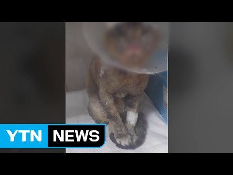 길고양이 온몸에 화상 ...경찰 수사 착수 / YTN (Yes! Top News)
