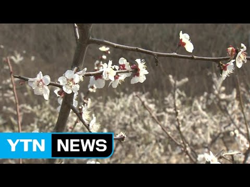 철길-낙동강과 어우러져 매화 '활짝' / YTN (Yes! Top News)