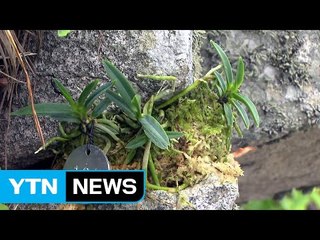 한국판 '노아의 방주' 멸종 위기 식물 복원 / YTN (Yes! Top News)
