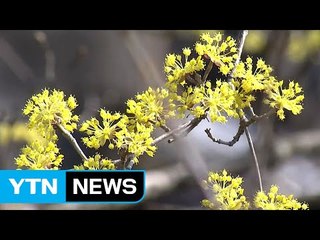지리산에 산수유꽃 물결 / YTN (Yes! Top News)