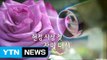 헌정 사상 첫 '장미대선' / YTN (Yes! Top News)