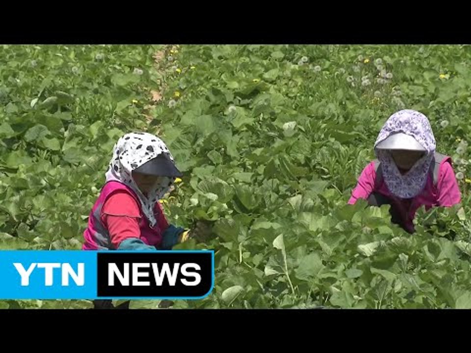 쌈 채소 곰취 신품종 '그린 베어' 개발 / YTN (Yes! Top News)