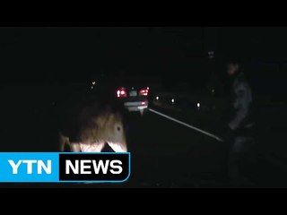 황당한 교통사고 유발자 '축사 떠난 가축' / YTN (Yes! Top News)