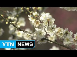 [영상] 섬진강 따라 남녘에 핀 매화...봄기운 '가득' / YTN (Yes! Top News)