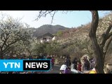 남녘에 매화 향기 그윽, 봄기운도 가득 / YTN (Yes! Top News)