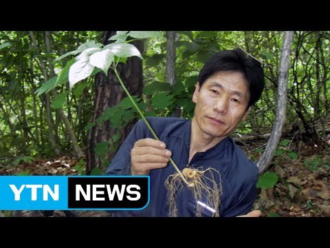 [좋은뉴스] '아픈 아이들에게 산삼을'...심마니의 기부 / YTN (Yes! Top News)