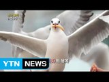 지구촌 in 코리아 갈매기 / YTN (Yes! Top News)