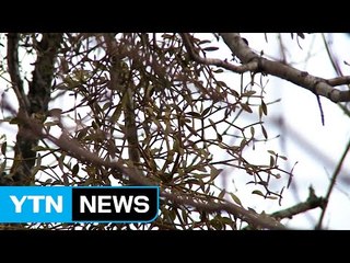 '항암 효능' 겨우살이, 불법 채취 수난 / YTN (Yes! Top News)
