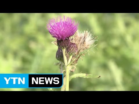 들녘 엉겅퀴-흰민들레, 약초 효과 입증 / YTN (Yes! Top News)