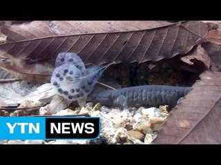 [영상] "봄이 왔나봐요" 도심 속 도롱뇽 산란 포착 / YTN (Yes! Top News)