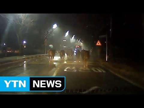 [영상] 무려 13마리...한밤중 도로 질주한 소 떼 / YTN (Yes! Top News)